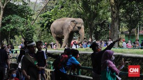 Kasus Harimau Covid-19, Hewan Ragunan Dites Jika Bergejala