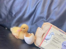 Ikuti Tren TikTok, Wanita Ini Berhasil Tetaskan Telur Bebek Sendiri!
