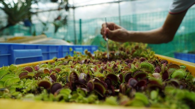 Puya raimondii punya tinggi yang menjulang hingga 10 meter. Bagian daun yang berduri membuat beberapa hewan terjebak hingga mati.