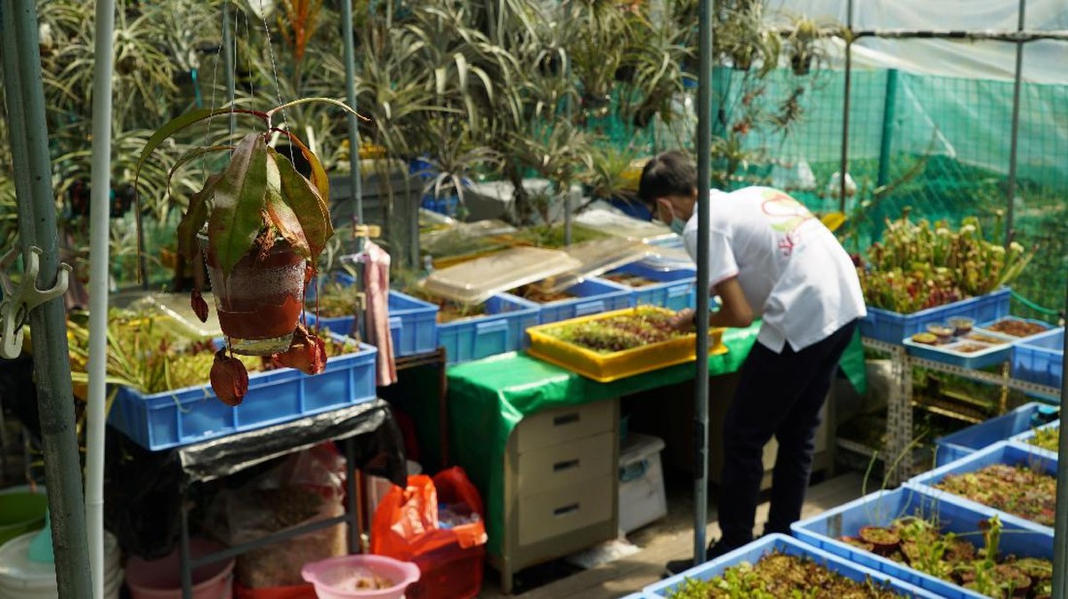 FOTO: Teknologi Penangkap Lalat Lewat Ponsel Pintar