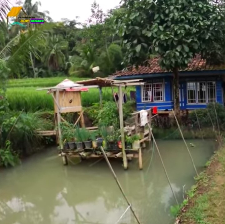 <p>Sebuah rumah yang berdiri di tengah-tengah sawah ini banyak mencuri perhatian orang kota yang ingin mencari ketenangan, Bunda. Tak ada tetangga, hanya hamparan sawah sejauh mata memandang. (Foto: YouTube Petualangan Alam Desaku)</p>