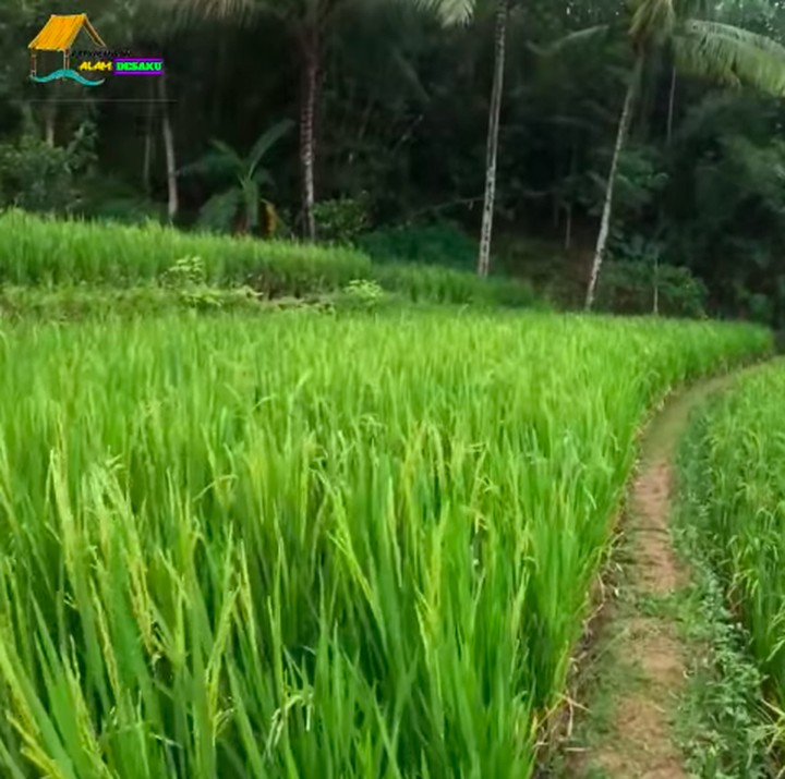 <p>Rumah yang berada di salah satu daerah di Jawa Barat ini, memiliki pemandangan yang luar biasa cantik. Pas untuk melepas penat dari kesibukan di kota besar. Bahkan orang Cimahi dan Sukabumi sengaja datang ke sini hanya untuk tidur dan berisitirahat. (Foto: YouTube Petualangan Alam Desaku)</p>