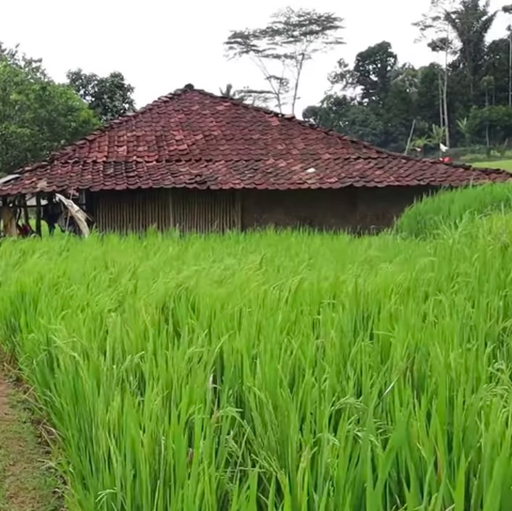 <p>Bagian belakang rumah tak kalah indahnya, desiran angin membuat helaian-helaian daun padi bergoyang menambah kesejukan. Tertarik untuk berkunjung, Bunda? Siap-siap disajikan makanan tradisional khas Indonesia seperti tapai ketan, bugis, dan buras lho kalau singgah ke sana. (Foto: YouTube Petualangan Alam Desaku)</p>