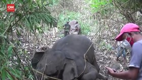VIDEO: Belasan Gajah India Mati Tersambar Petir
