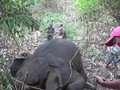 VIDEO: Belasan Gajah India Mati Tersambar Petir