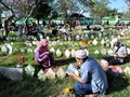 Ricuh di TPU Tegal Alur, 100 Peziarah Paksa Masuk Area Makam