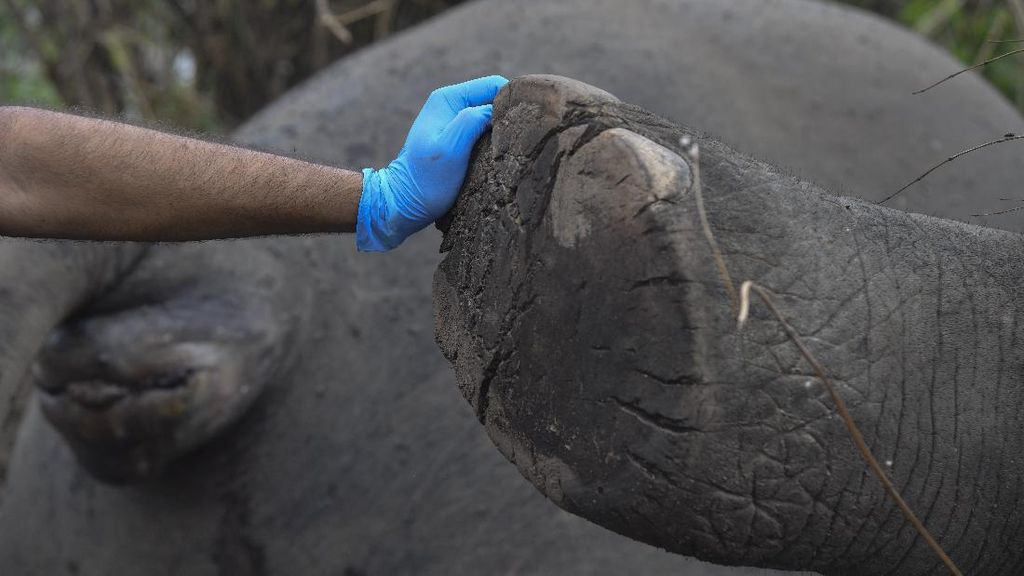 Gajah Ratna Mati di Rahmat Zoo dan Park Sumut Diduga Gagal Fungsi Organ