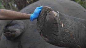 Gajah Ratna Mati di Rahmat Zoo & Park Sumut Diduga Gagal Fungsi Organ