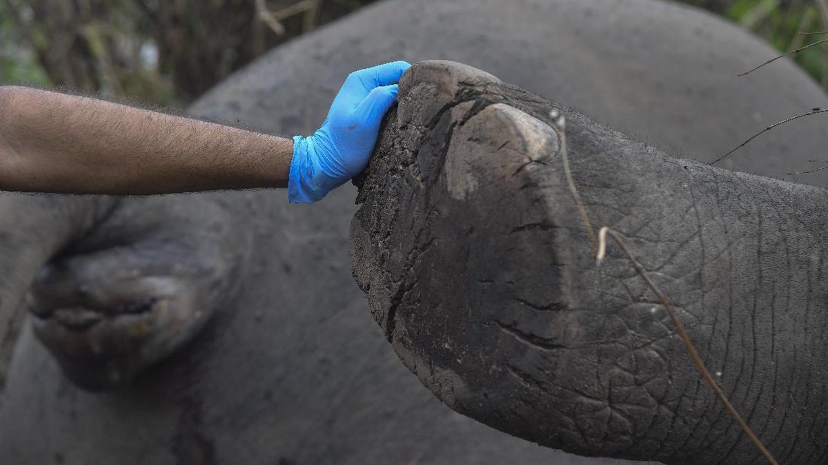 Gajah Ratna Mati di Rahmat Zoo dan Park Sumut Diduga Gagal Fungsi Organ