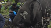 FOTO: Doa Terakhir untuk Belasan Gajah yang Tewas Setidaknya 18 ekor gajah dilaporkan mati karena sambaran petir di daerah timur laut India pada Rabu (12/5).