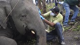 FOTO: Doa Terakhir untuk Belasan Gajah yang Tewas Setidaknya 18 ekor gajah dilaporkan mati karena sambaran petir di daerah timur laut India pada Rabu (12/5).