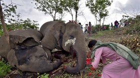 FOTO: Doa Terakhir untuk Belasan Gajah yang Tewas