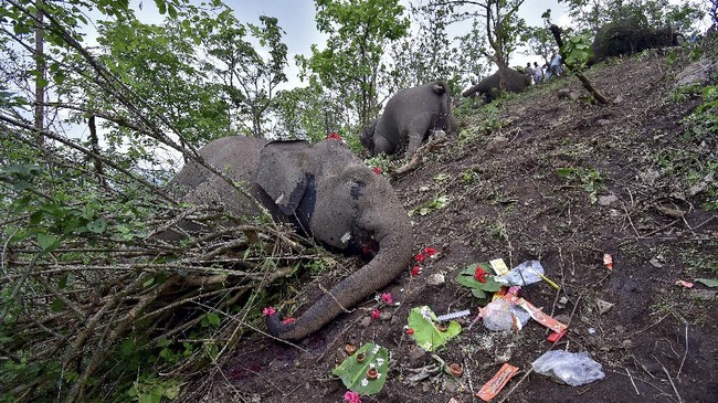 FOTO: Doa Terakhir untuk Belasan Gajah yang Tewas