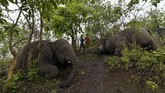 FOTO: Doa Terakhir untuk Belasan Gajah yang Tewas Setidaknya 18 ekor gajah dilaporkan mati karena sambaran petir di daerah timur laut India pada Rabu (12/5).