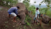 FOTO: Doa Terakhir untuk Belasan Gajah yang Tewas Setidaknya 18 ekor gajah dilaporkan mati karena sambaran petir di daerah timur laut India pada Rabu (12/5).