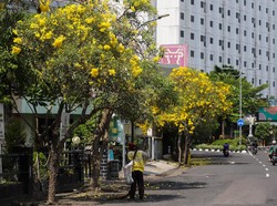 Libur Lebaran Makin Berseri dengan Bunga Tabebuya Bermekaran di Surabaya