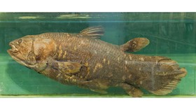 Ikan Purba dari 420 Juta Tahun Lalu Ditemukan di Madagaskar
