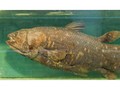 Ikan Purba Usia 420 Juta Tahun Ditemukan Lagi di Madagaskar