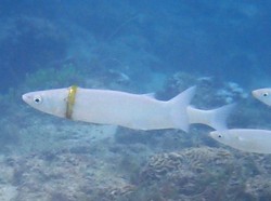 5 Bulan Hilang, Cincin Pria Ini Ditemukan Tersangkut di Badan Ikan