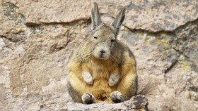 Viral Viscacha, Hewan Pendamping Spiritual Kala Covid-19