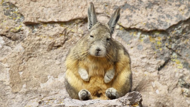 Viscacha menjadi viral karena dijadikan spirit animal di saat warga dunia sudah lelah menghadapi pandemi Covid-19.