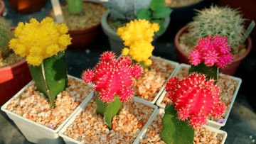 KAKTUS KUPING KELINCI HINGGA KAKTUS LADYFINGER