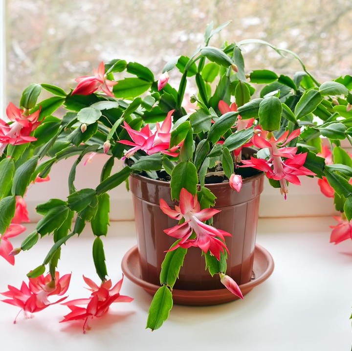 grünlilie köln Chlorophytum (Grünlilie) kaufen? | Bertie main image 0