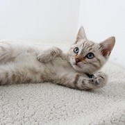 Karakter Kucing Terbagi Jadi 5, Kucing Kamu Tipe yang Kalem atau Rusuh?