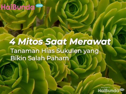 4 Mitos Merawat Tanaman Hias Sukulen yang Bikin Salah Paham