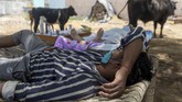 FOTO: Upaya Pasien Covid India Perpanjang Napas dari Pohon Salah satu desa di India terpaksa merawat pasien Covid-19 di bawah pohon karena kekurangan tabung oksigen. Mereka meyakini pohon dapat menambah kadar oksigen.