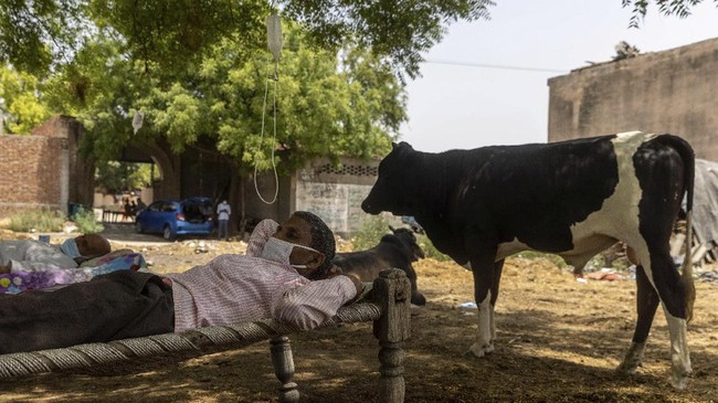 FOTO: Upaya Pasien Covid India Perpanjang Napas dari Pohon