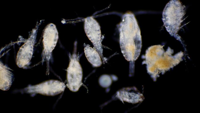 Peneliti membuat model probabilistik mengukur kekebalan inang, hasil studi plankton mengatasi spora, dapat diterapkan ke satwa liar penular penyakit ke manusia.