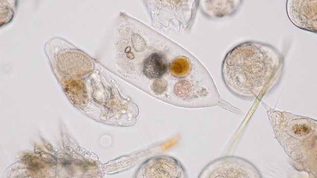 Plankton bernama Halteria diketahui suka mengemil virus. Simak cara para pakar membuktikan temuan itu.