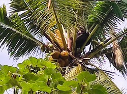 Begini Cara Warga Bangunkan Pria Banyuwangi yang Tidur di Atas Pohon Kelapa
