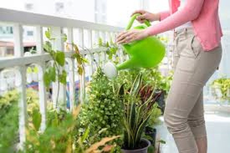 5 Tanaman Hias yang Dapat Mempermanis Area Balkon Rumah Punya balkon di rumah, Bunda? Jangan biarkan balkon tampak membosankan, yah. Hiasi saja dengan beraneka tanaman hias yang cantik dan rendah perawatan.