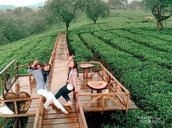 5 Wisata Kebun Teh di Jawa Timur, Cocok Buat Healing dan Ngopi Santai