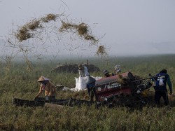 BPS Catat Harga Gabah Turun Jadi Rp 4.849/Kg