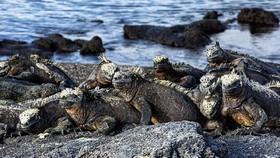 Kisah Charles Darwin di Galapagos: Mabuk Laut dan Terpana