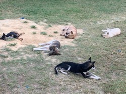 Mengenaskan! Begini Kondisi Puluhan Anjing Saat Disita di Kulon Progo
