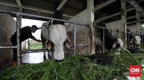 Pemkot Bandung Antisipasi Penyakit Mulut dan Kuku Sapi