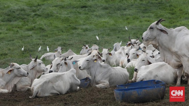 Komunitas sapi Indonesia memperkirakan harga sapi hidup naik Rp4.000-Rp5.000 per kilogram saat Iduladha tahun ini karena pasokan dari impor dan peternak minim.