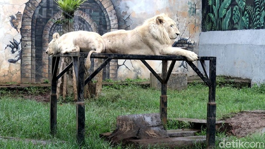 Sensasi Makan dengan Pemandangan Singa dan Harimau
