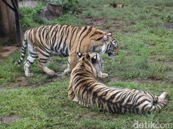 Kebun Binatang Bandung Ditutup, Manajemen Buka Donasi Pakan Satwa