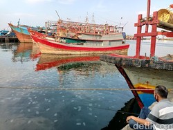 Jutaan Ubur-ubur Invasi Pantai Mayangan Kota Probolinggo