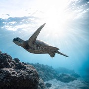 Yuk, Selamatkan Laut dengan Menerapkan Blue Beauty!