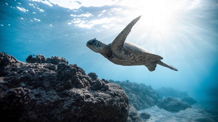 Yuk, Selamatkan Laut dengan Menerapkan Blue Beauty!