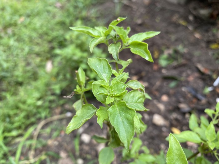 Kemangi leaves grows on the ground