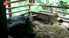 VIDEO: 8 Ekor Ternak Mati Mendadak. Warga Menduga Disantet