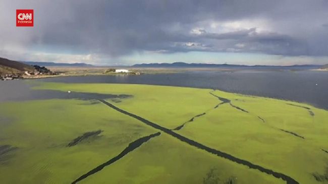 Lemna, Green Plants Threatening Lake Ecosystems