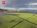 VIDEO: Lemna, Tumbuhan Hijau yang Mengancam Ekosistem Danau